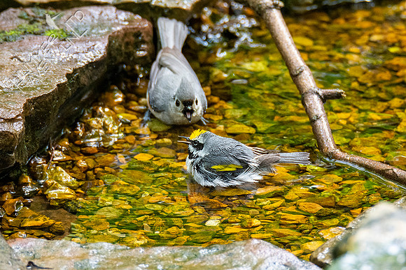 5-3-21 Tufted Titmouse and Golden-winged Warbler