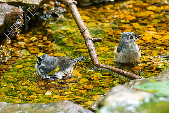 5-3-21 Golden-winged Warbler and Tufted Titmouse