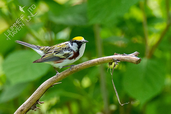 5-3-21 Chestnut-sided Warbler