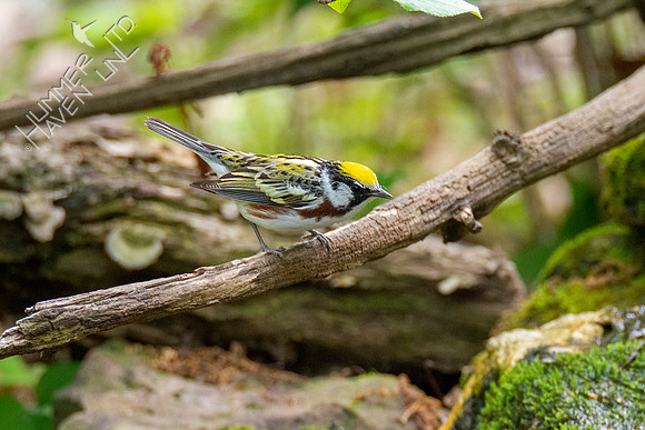 5-3-21 Chestnut-sided Warbler