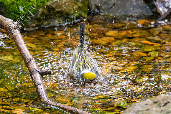 5-3-21 Chestnut-sided Warbler