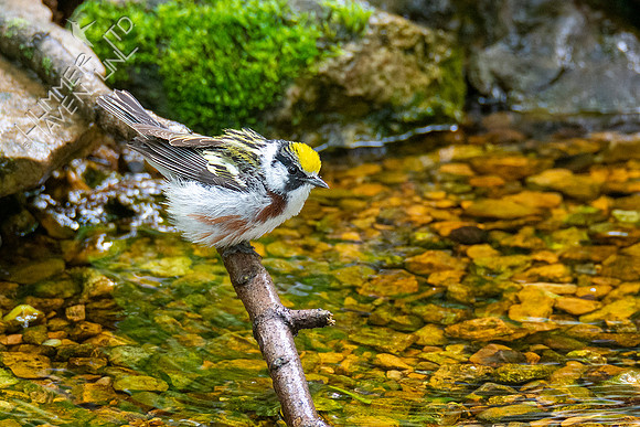 5-3-21 Chestnut-sided Warbler