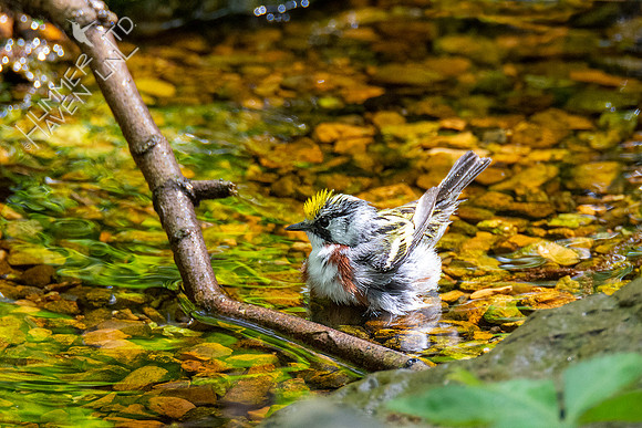 5-3-21 Chestnut-sided Warbler