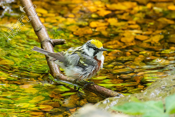 5-3-21 Chestnut-sided Warbler