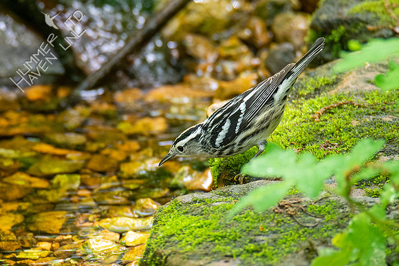5-3-21 Black-and-white Warbler female