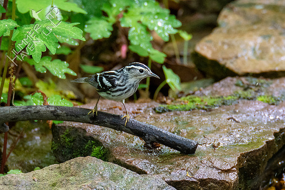 5-3-21 Black-and-white Warbler female