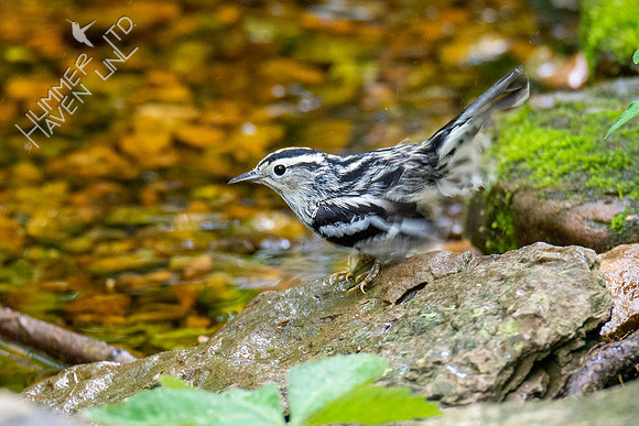 5-3-21 Black-and-white Warbler female