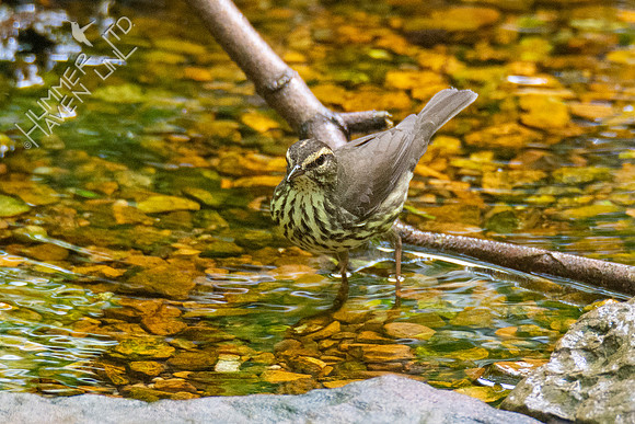 5-3-21 Northern Waterthrush