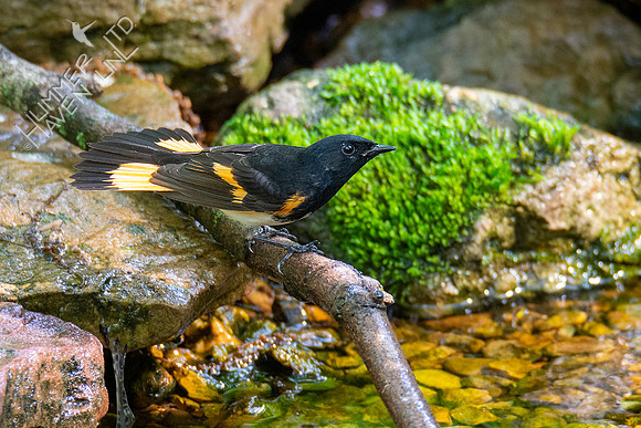 5-3-21 American Redstart