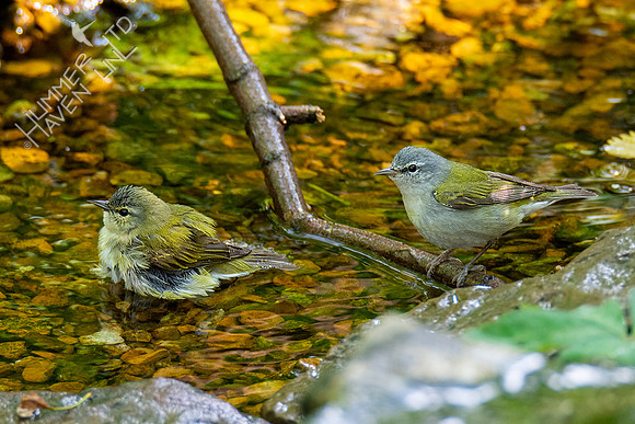5-3-21 Female and male Tennessee Warblers