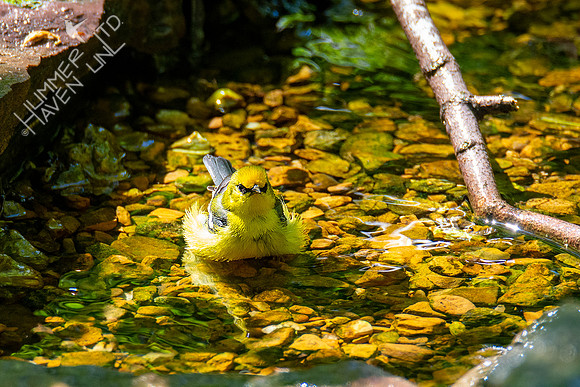 5-3-21 Blue-winged Warbler