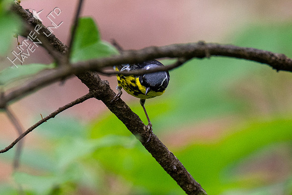 5-3-21 Magnolia Warbler