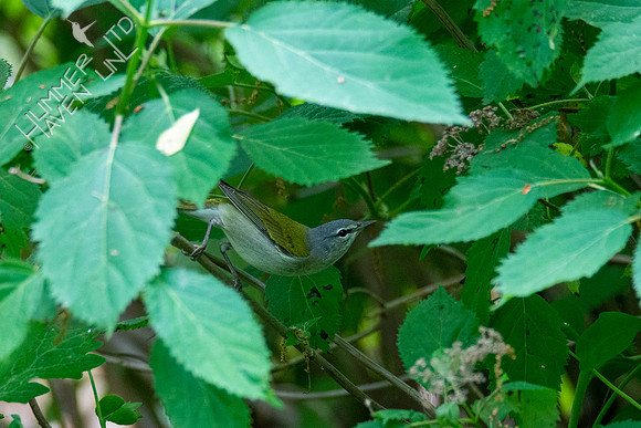 5-3-21 Tennessee Warbler in cover of Smooth Hydrangea (Hydrangea arborescent)