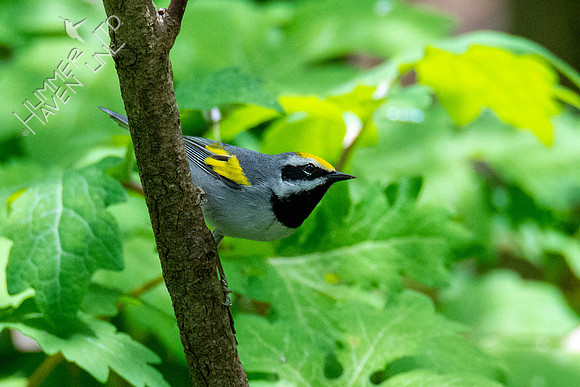 5-3-21 Golden-winged Warbler