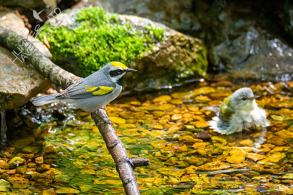 5-3-21 Golden-winged Warbler and Tennessee Warbler