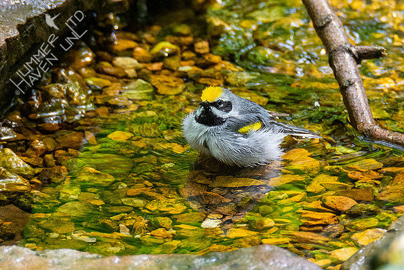 5-3-21 Golden-winged Warbler