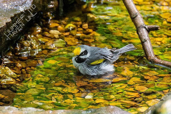 5-3-21 Golden-winged Warbler