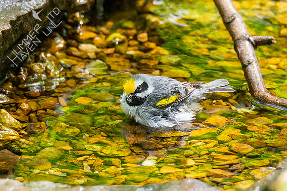 5-3-21 Golden-winged Warbler