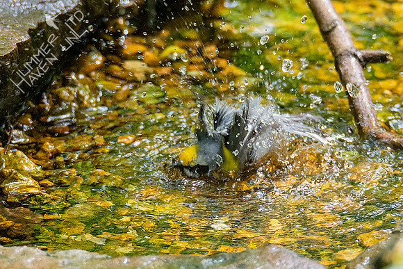 5-3-21 Golden-winged Warbler