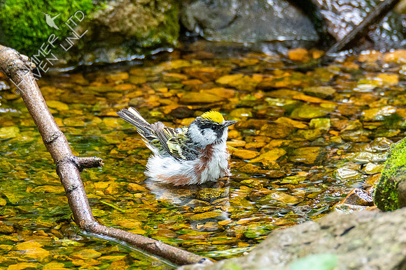 5-3-21 Chestnut-sided Warbler
