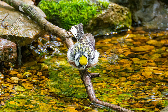5-3-21 Chestnut-sided Warbler