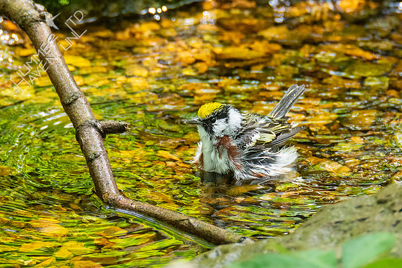 5-3-21 Chestnut-sided Warbler