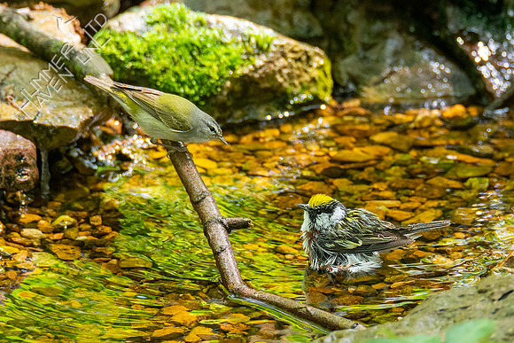 5-3-21 Tennessee and Chestnut-sided Warblers