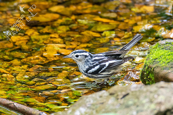 5-3-21 Black-and-white Warbler female