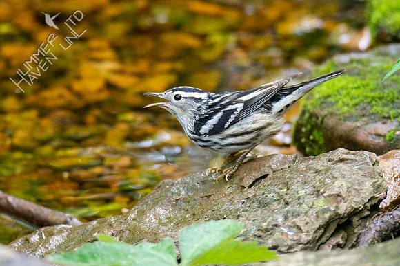 5-3-21 Black-and-white Warbler female