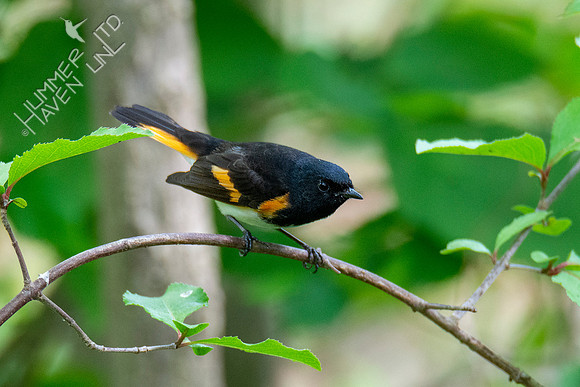 5-3-21 American Redstart