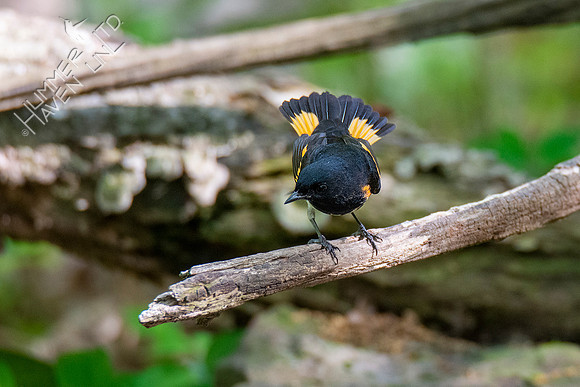 5-3-21 American Redstart
