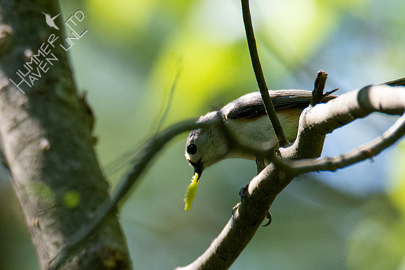 5-5-21 Tufted Titmouse with caterpillar