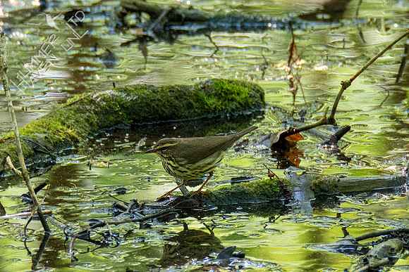 5-5-21 Northern Waterthrush