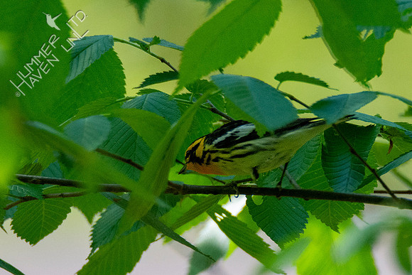 5-5-21 Blackburnian Warbler