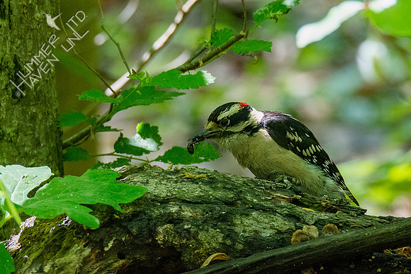 5-5-21 Downy Woodpecker with ant