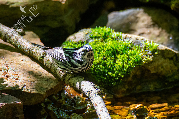 5-5-21 Black-and-white Warbler