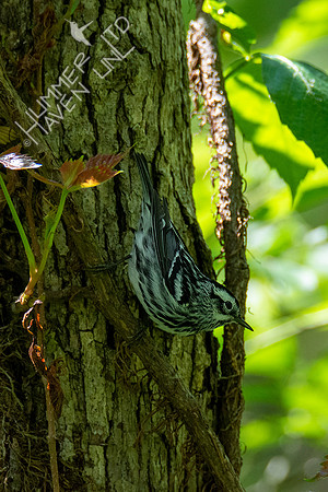 5-5-21 Black-and-white Warbler