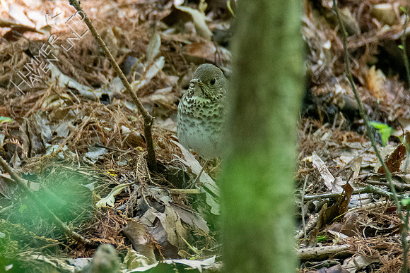 5-5-21 Gray-cheeked Thrush