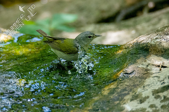 5-5-21 Tennessee Warbler