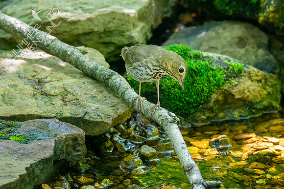 5-5-21 Swainson's Thrush