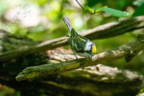 5-5-21 Chestnut-sided Warbler