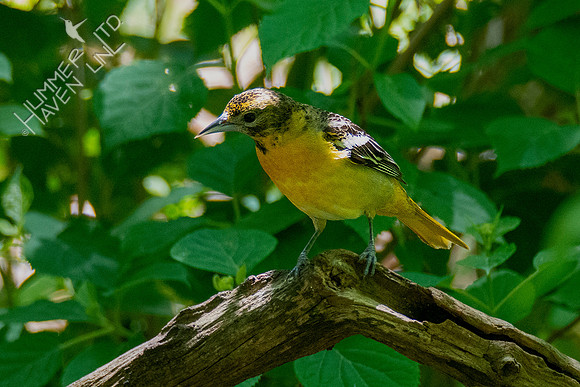 5-5-21 Baltimore Oriole female