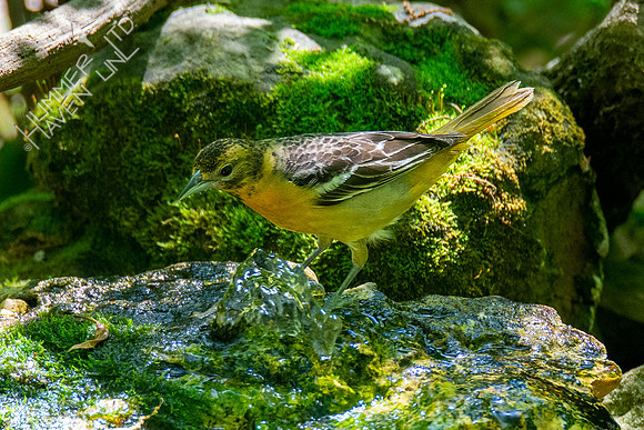 5-5-21 Baltimore Oriole female