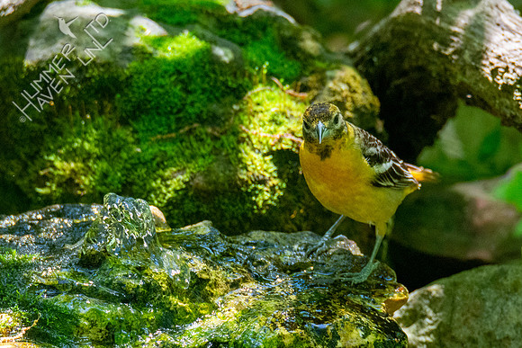 5-5-21 Baltimore Oriole female