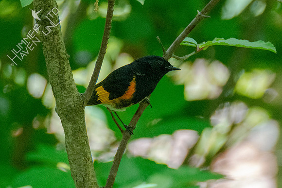 5-5-21 American Redstart