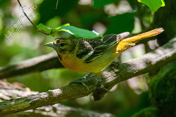 5-5-21 Baltimore Oriole female