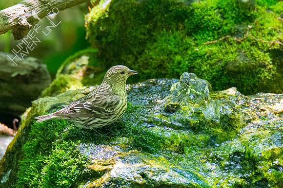 5-5-21 Pine Siskin