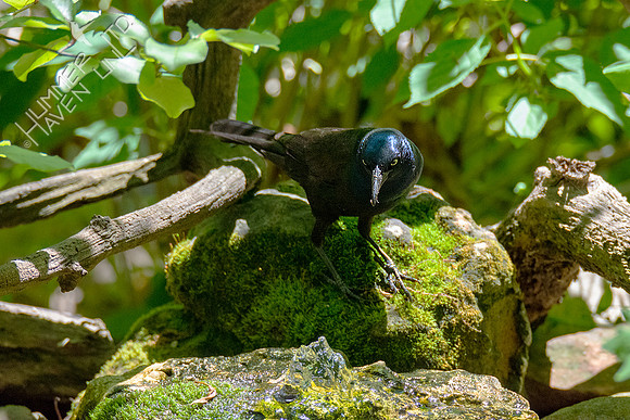 5-5-21 Common Grackle