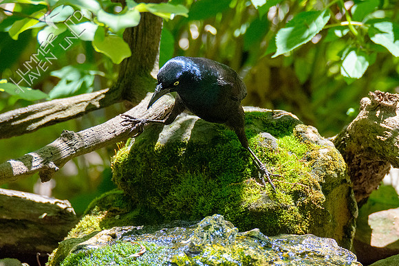 5-5-21 Common Grackle