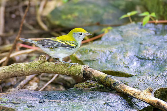 8-21-22 Chestnut-sided Warbler first fall female